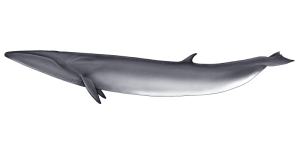 Whale PNG-19244